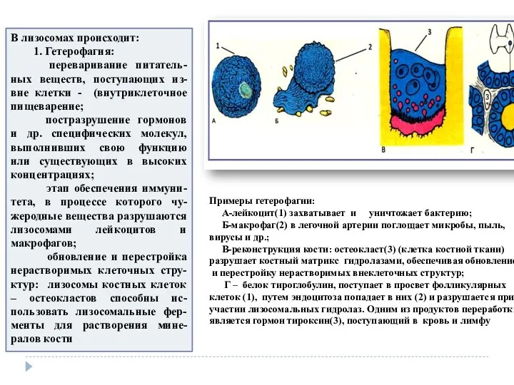 В лизосомах происходит: 1. Гетерофагия: переваривание питатель-ных веществ, поступающих из-вне