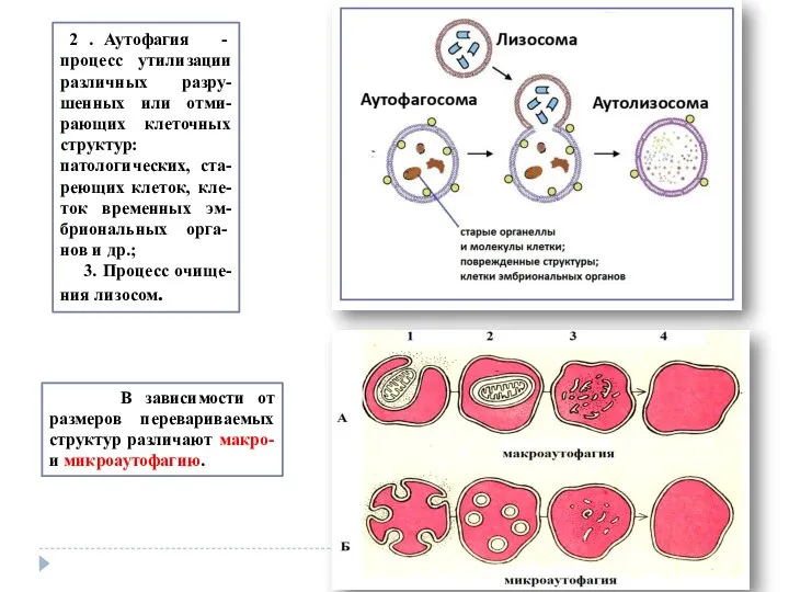 2 . Аутофагия - процесс утилизации различных разру-шенных или отми-рающих клеточных структур: патологических,