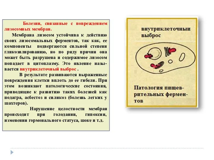 Болезни, связанные с повреждением лизосомных мембран. Мембрана лизосом устойчива к