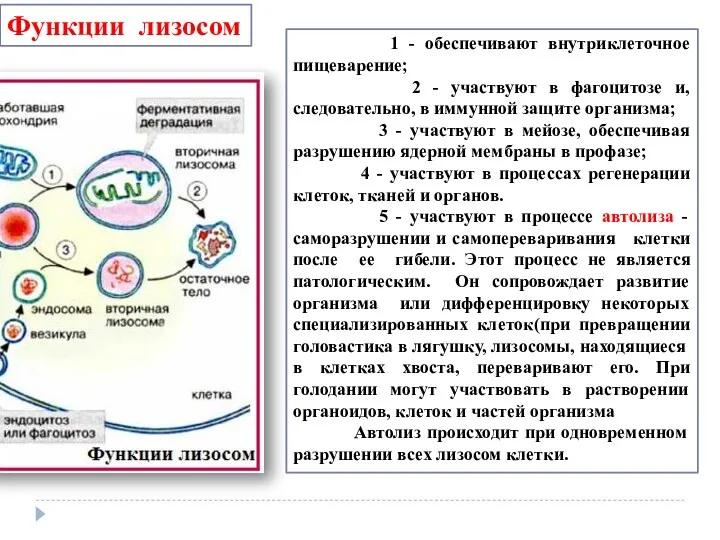 1 - обеспечивают внутриклеточное пищеварение; 2 - участвуют в фагоцитозе