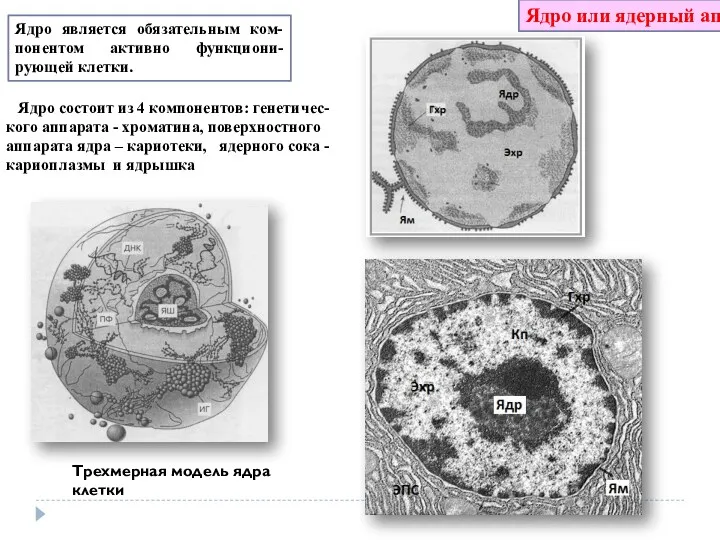 Ядро или ядерный аппарат Трехмерная модель ядра клетки Ядро является обязательным ком-понентом активно