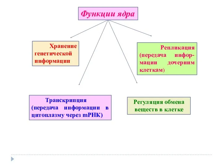 Функции ядра Регуляция обмена веществ в клетке Хранение генетической информации