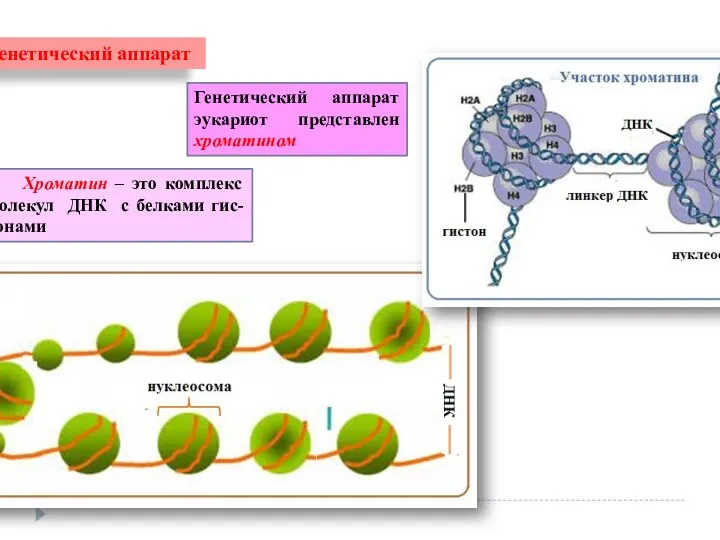 Генетический аппарат Генетический аппарат эукариот представлен хроматином Хроматин – это комплекс молекул ДНК с белками гис-тонами