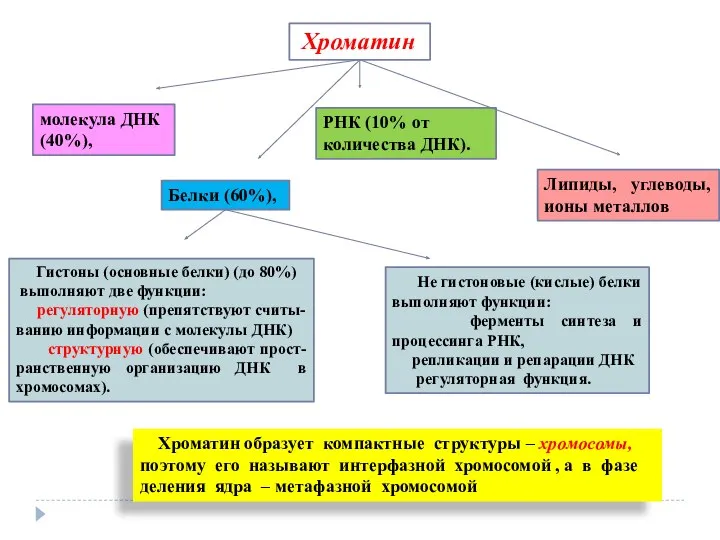 молекула ДНК (40%), Белки (60%), Гистоны (основные белки) (до 80%)