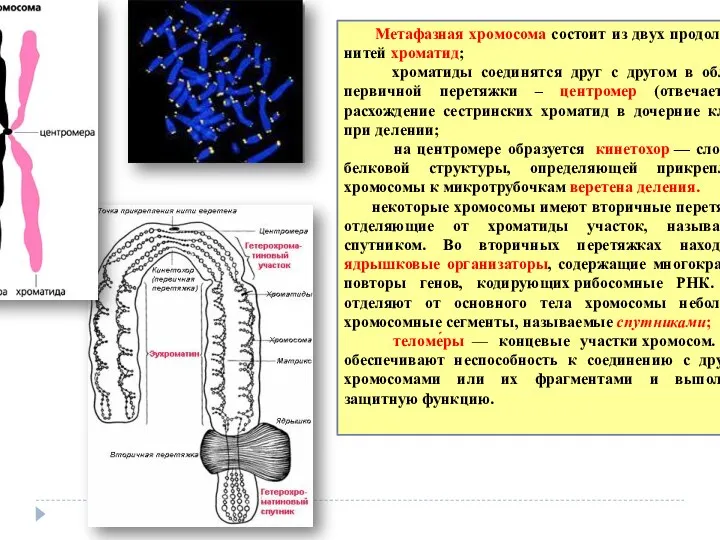 Метафазная хромосома состоит из двух продольных нитей хроматид; хроматиды соединятся