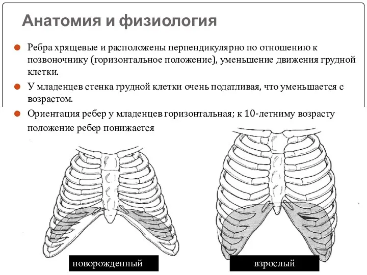 Анатомия и физиология Ребра хрящевые и расположены перпендикулярно по отношению