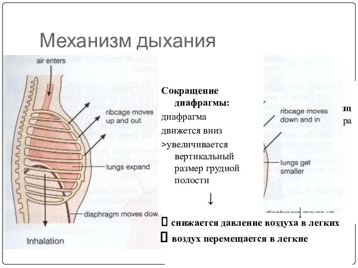 Механизм дыхания Сокращение наружных межреберных мышц > поднимаются ребра и