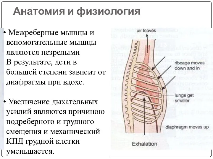 Анатомия и физиология Межреберные мышцы и вспомогательные мышцы являются незрелыми