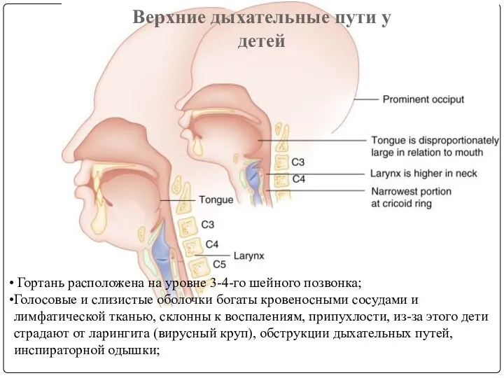 Гортань расположена на уровне 3-4-го шейного позвонка; Голосовые и слизистые