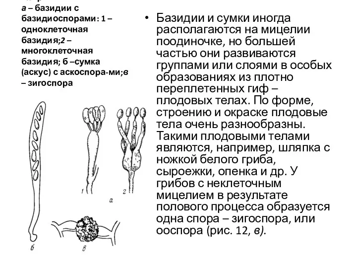 Рис. 12. Органы полового спороношения: а – базидии с базидиоспорами: