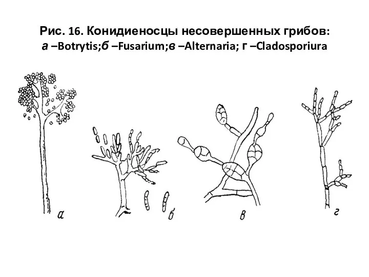 Рис. 16. Конидиеносцы несовершенных грибов: а –Botrytis;б –Fusarium;в –Alternaria; г –Cladosporiura