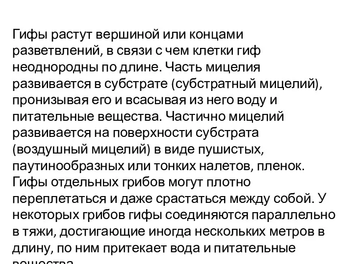 Гифы растут вершиной или концами разветвлений, в связи с чем