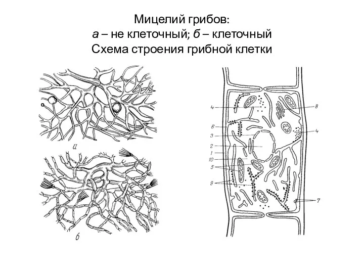 Мицелий грибов: а – не клеточный; б – клеточный Схема строения грибной клетки