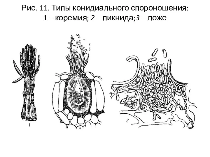 Рис. 11. Типы конидиального спороношения: 1 – коремия; 2 – пикнида;3 – ложе