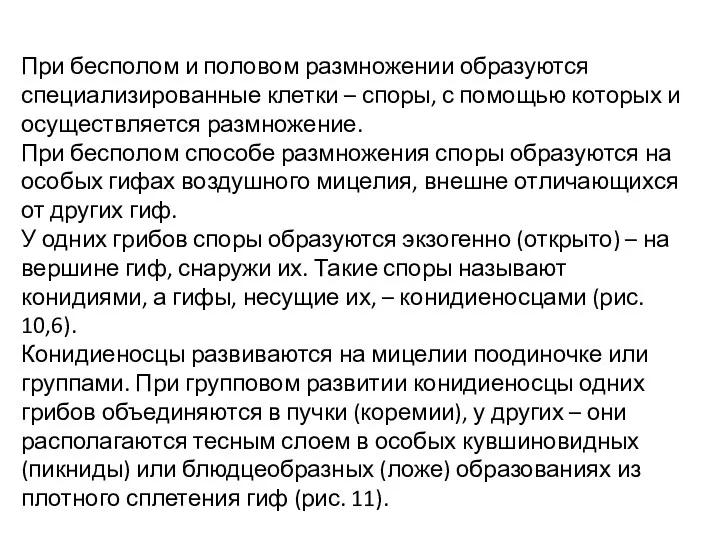 При бесполом и половом размножении образуются специализированные клетки – споры,