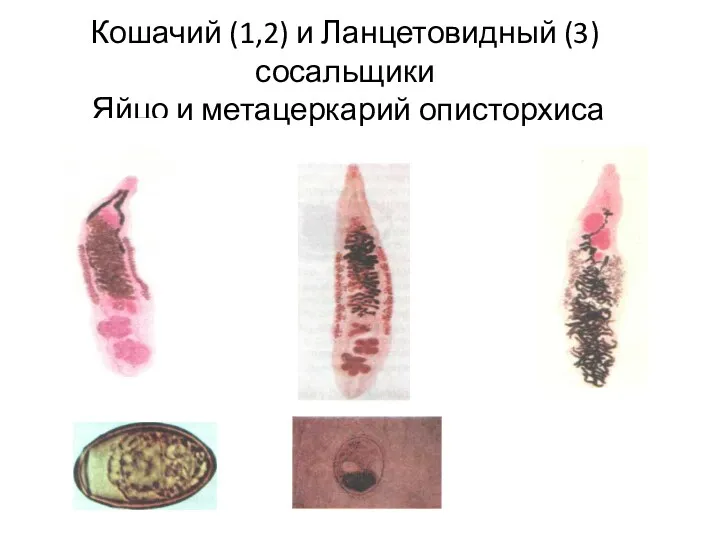 Кошачий (1,2) и Ланцетовидный (3) сосальщики Яйцо и метацеркарий описторхиса