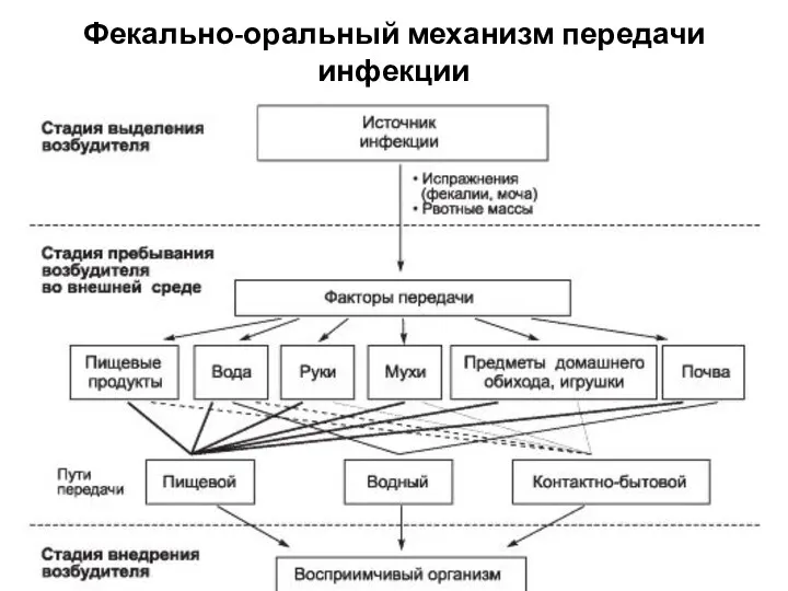 Фекально-оральный механизм передачи инфекции