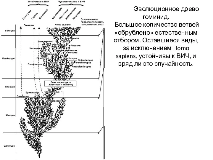 Эволюционное древо гоминид. Большое количество ветвей «обрублено» естественным отбором. Оставшиеся