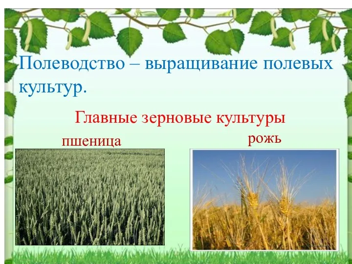 Полеводство – выращивание полевых культур. Главные зерновые культуры пшеница рожь
