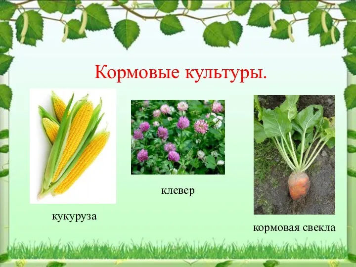 Кормовые культуры. кукуруза клевер кормовая свекла