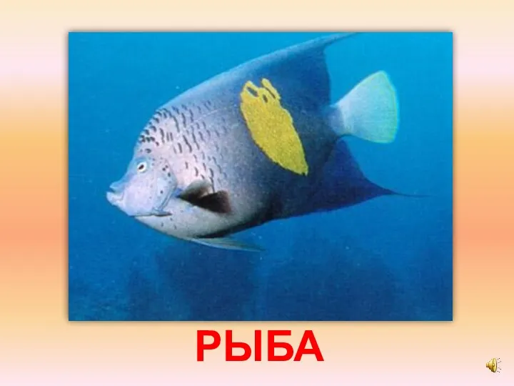 РЫБА