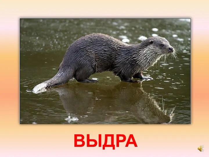 ВЫДРА