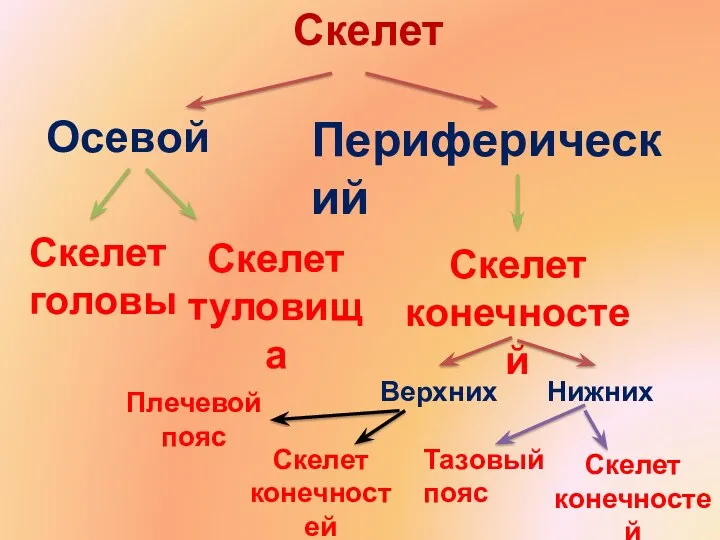 Скелет Осевой Периферический Скелет головы Скелет туловища Скелет конечностей Верхних