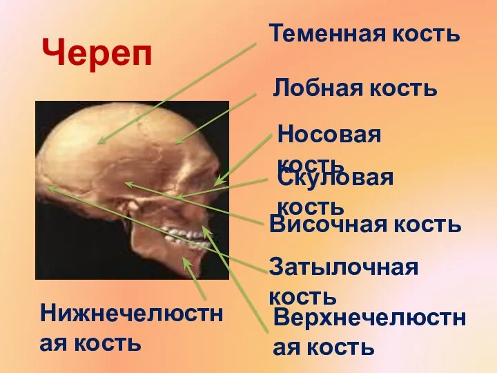 Теменная кость Височная кость Лобная кость Затылочная кость Носовая кость