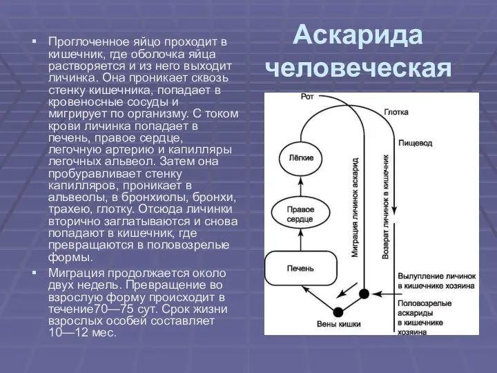 Аскарида человеческая Проглоченное яйцо проходит в кишечник, где оболочка яйца