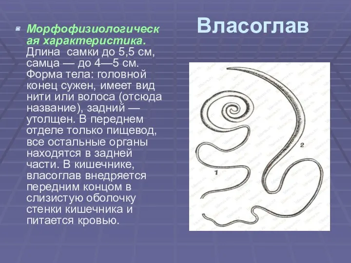 Власоглав Морфофизиологическая характеристика. Длина самки до 5,5 см, самца —