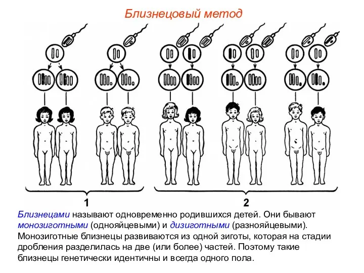 Близнецовый метод Близнецами называют одновременно родившихся детей. Они бывают монозиготными