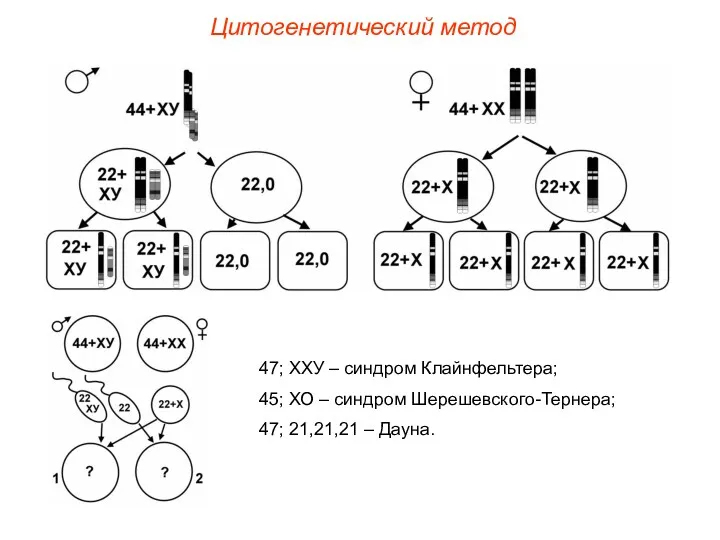 Цитогенетический метод 47; ХХУ – синдром Клайнфельтера; 45; ХО – синдром Шерешевского-Тернера; 47; 21,21,21 – Дауна.