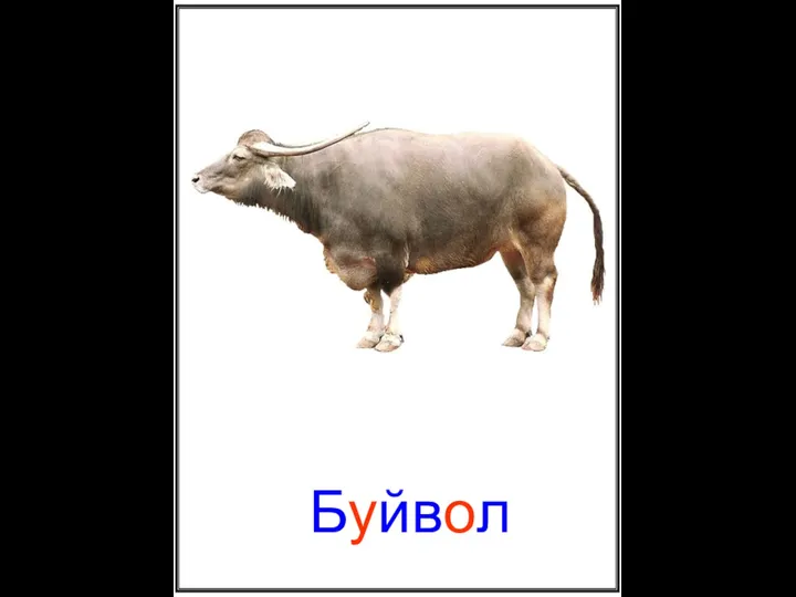 Буйвол