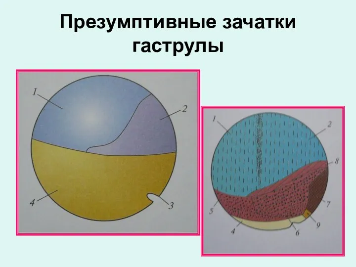 Презумптивные зачатки гаструлы