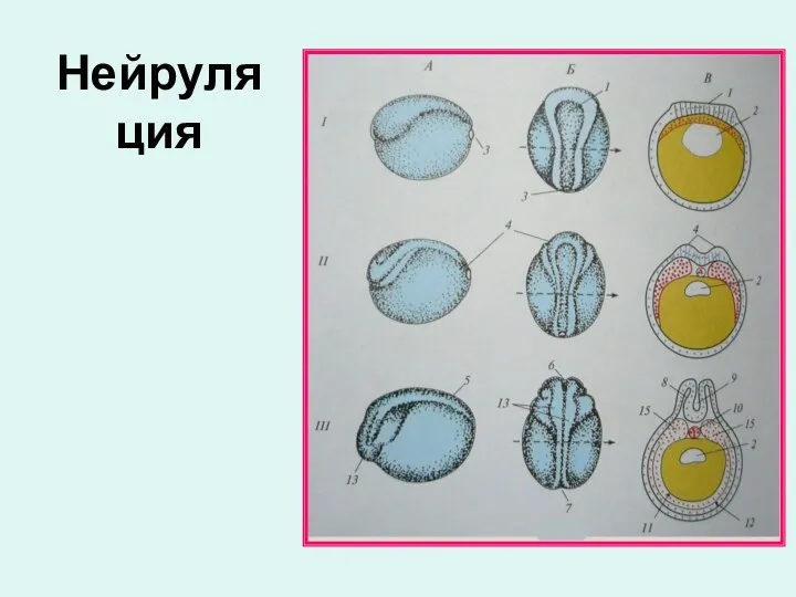 Нейруляция