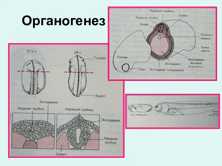 Органогенез