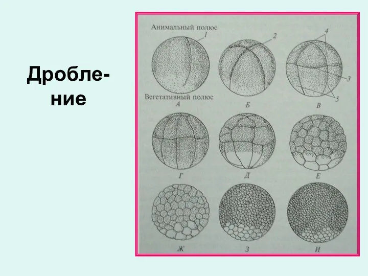 Дробле-ние