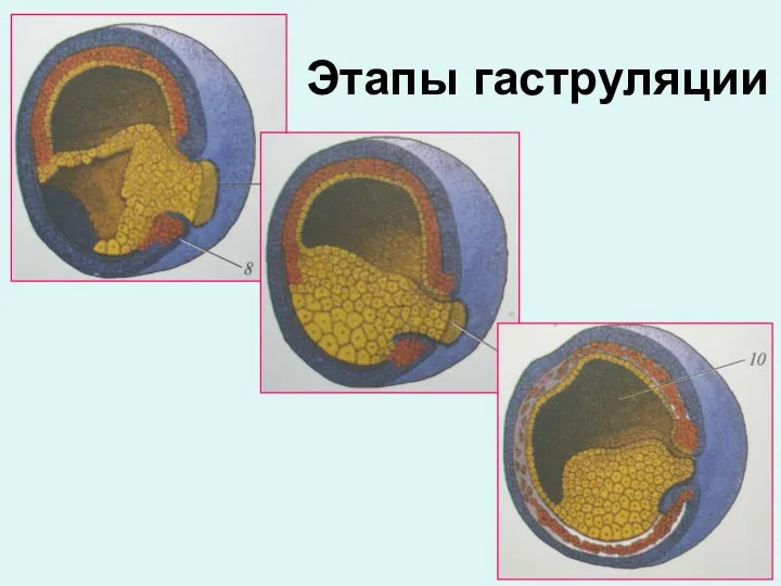 Этапы гаструляции