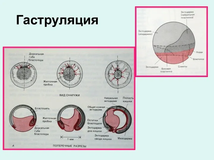 Гаструляция