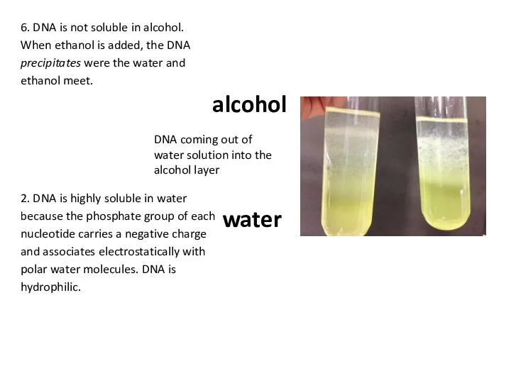 water alcohol DNA coming out of water solution into the