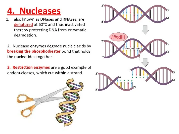 4. Nucleases also known as DNases and RNAses, are denatured