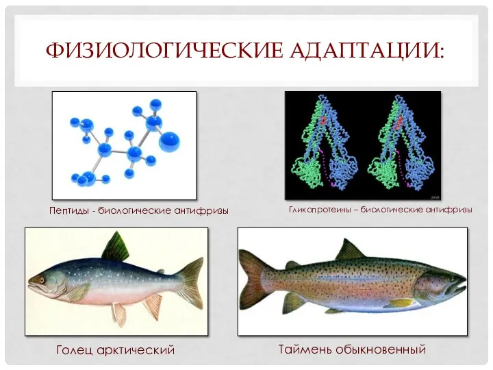 ФИЗИОЛОГИЧЕСКИЕ АДАПТАЦИИ: Пептиды - биологические антифризы Гликопротеины – биологические антифризы Голец арктический Таймень обыкновенный