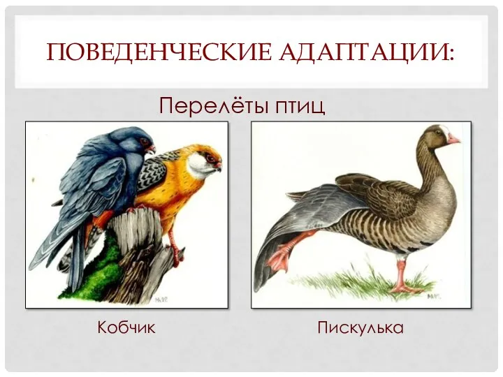 ПОВЕДЕНЧЕСКИЕ АДАПТАЦИИ: Перелёты птиц Кобчик Пискулька