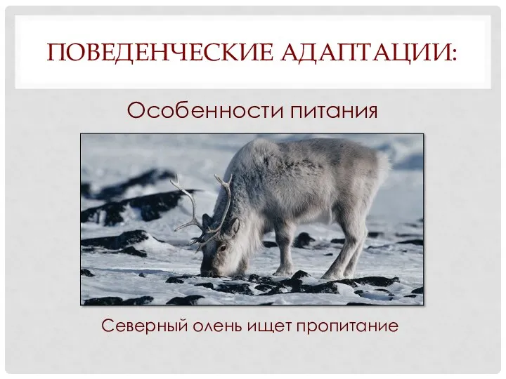ПОВЕДЕНЧЕСКИЕ АДАПТАЦИИ: Особенности питания Северный олень ищет пропитание