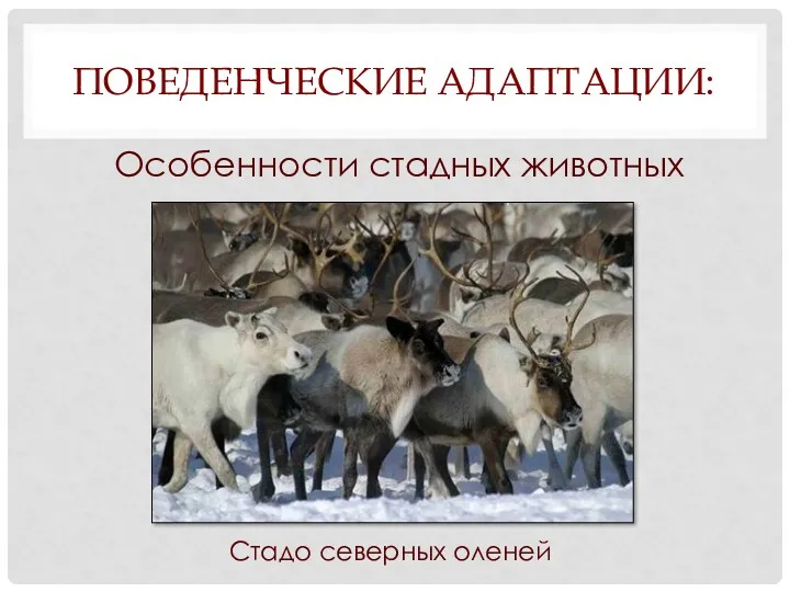 ПОВЕДЕНЧЕСКИЕ АДАПТАЦИИ: Особенности стадных животных Стадо северных оленей