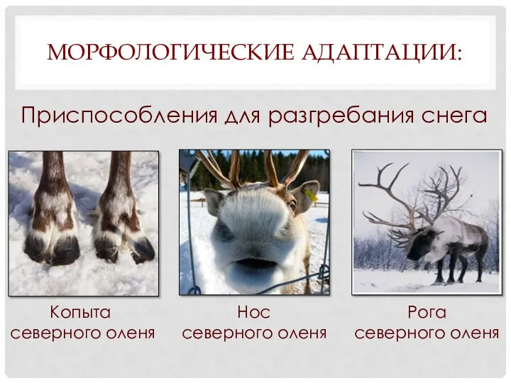 МОРФОЛОГИЧЕСКИЕ АДАПТАЦИИ: Приспособления для разгребания снега Копыта северного оленя Нос северного оленя Рога северного оленя