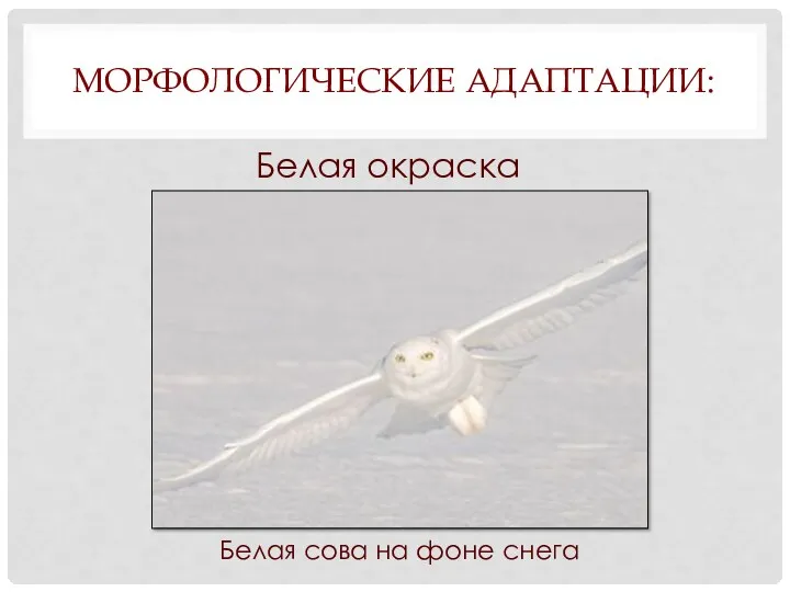 МОРФОЛОГИЧЕСКИЕ АДАПТАЦИИ: Белая окраска Белая сова на фоне снега