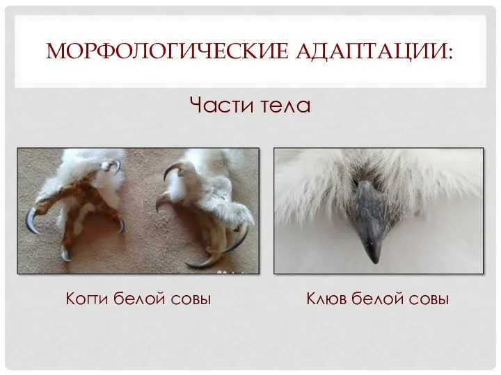 МОРФОЛОГИЧЕСКИЕ АДАПТАЦИИ: Части тела Когти белой совы Клюв белой совы