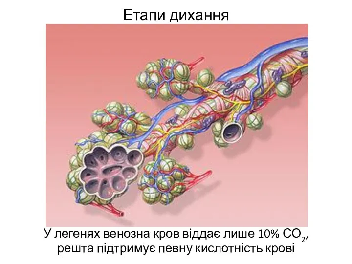 Етапи дихання У легенях венозна кров віддає лише 10% СО2, решта підтримує певну кислотність крові