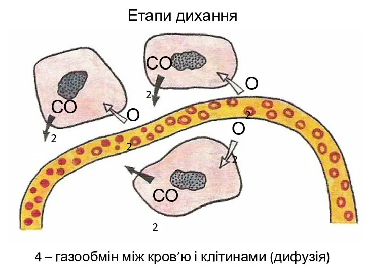 Етапи дихання 4 – газообмін між кров’ю і клітинами (дифузія) О2 О2 О2 СО2 СО2 СО2